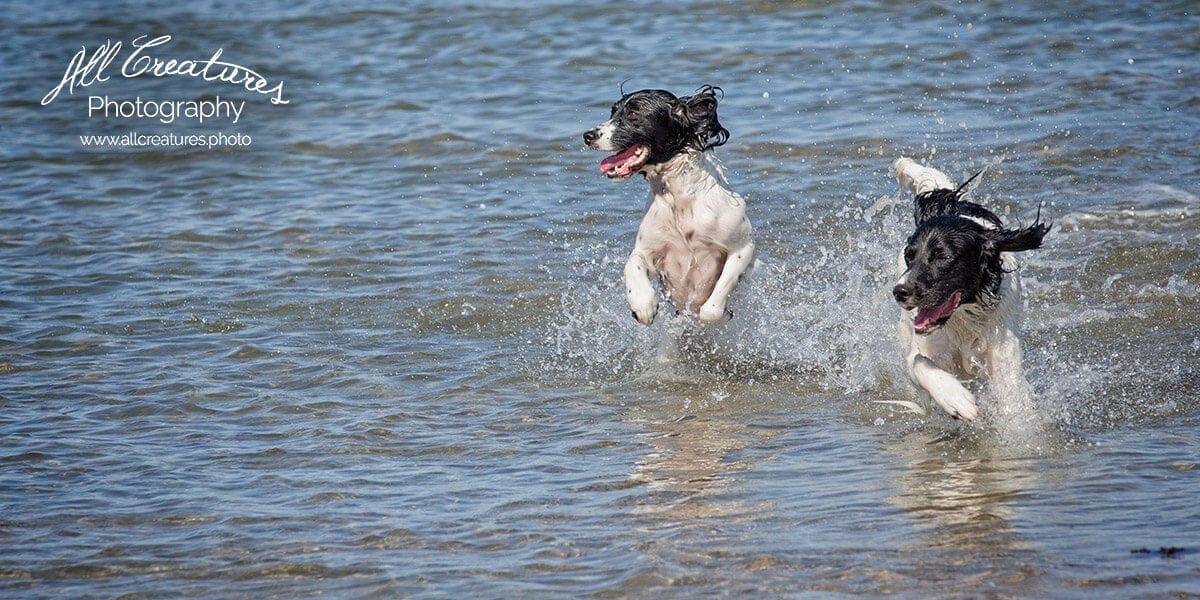 English Springer Spaniel, Ocean Beach Dog Beach, Ocean Beach Pet Photography