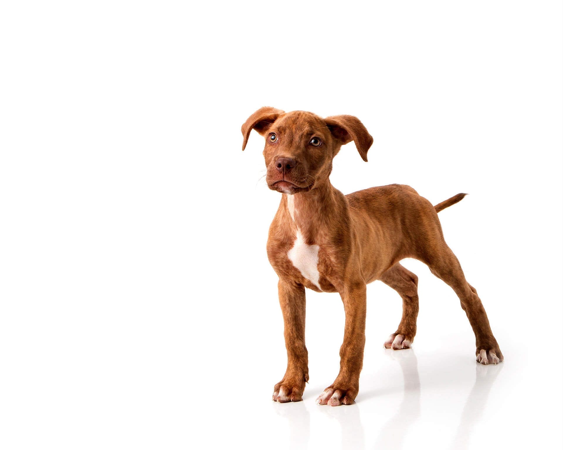 Pitbull Mix Dog Rescue Shelter Say What IPC Merit