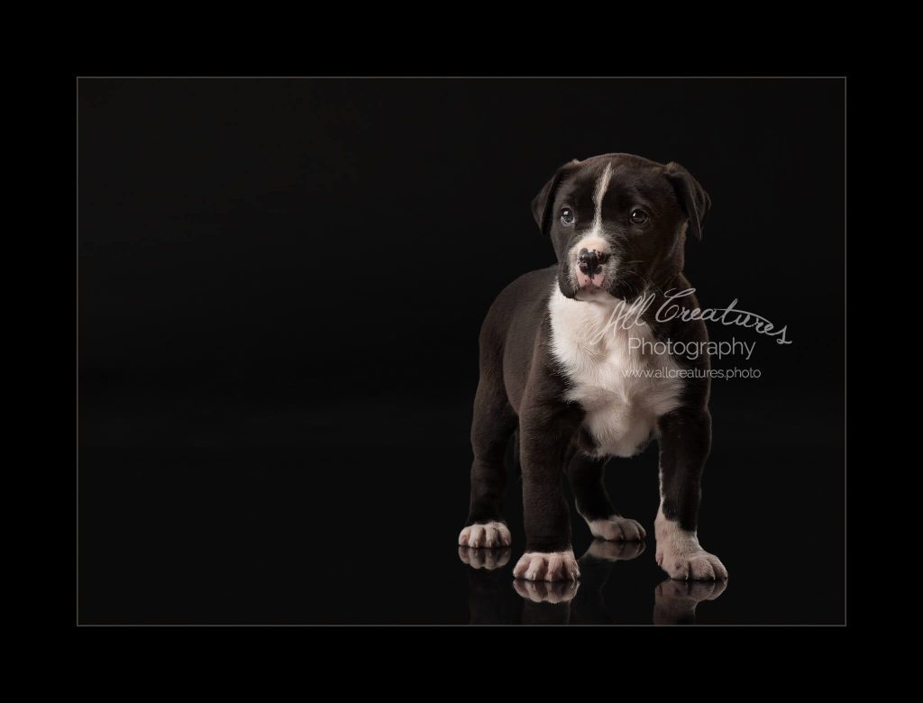 Rescue puppy pitbull mix 160303_0117 Nani