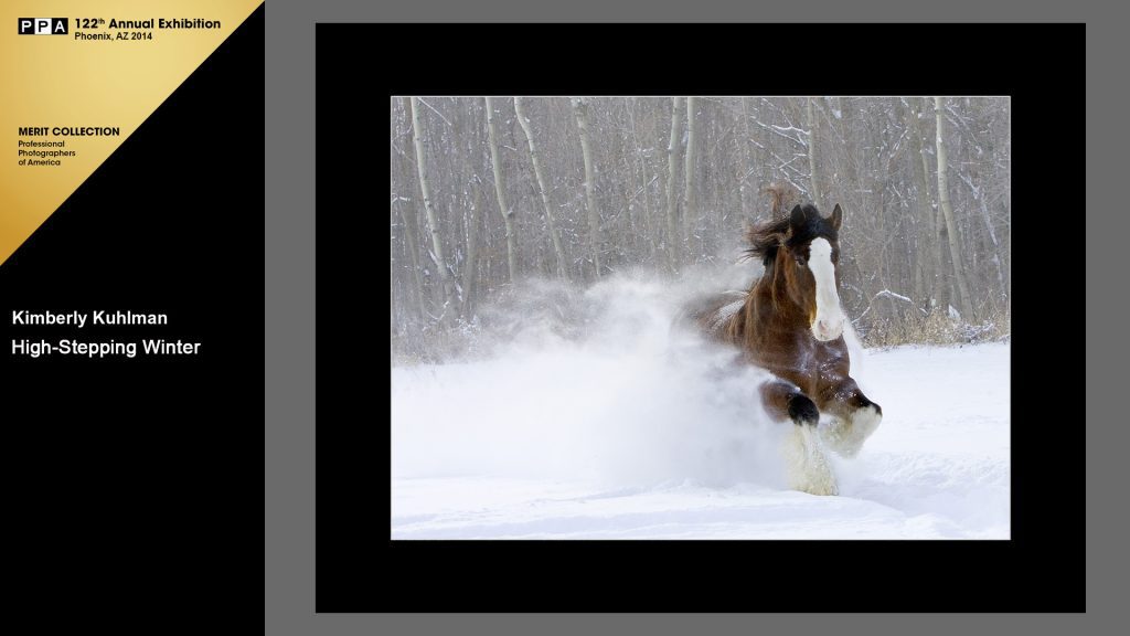 High Stepping WInter - Clydesdale running back to the barn in deep snow