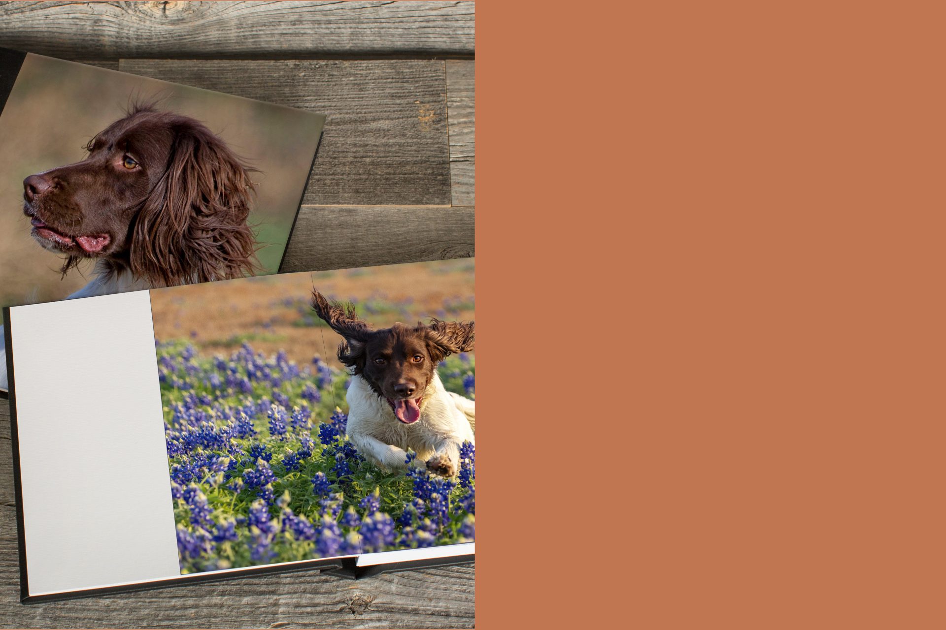 Luxury photo albums featuring liver and white English Springer Spaniel
