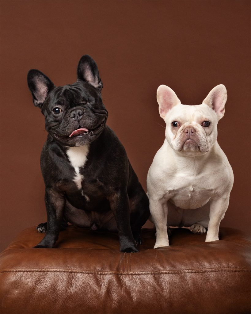 Moody (black) & Juni (white) French Bulldogs - Studio Portrait