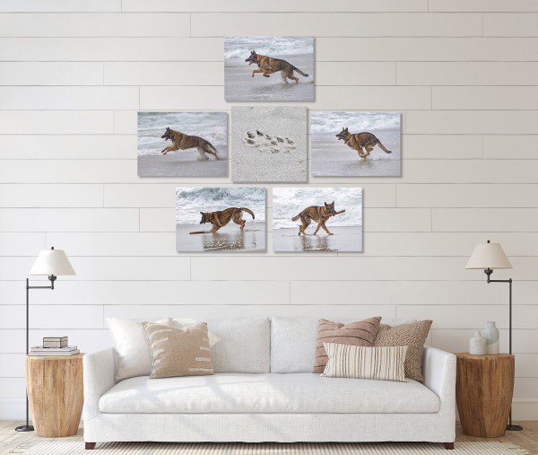 Five action shots of a German Shepherd Dog on beach surrounding photograph of paw prints in sand above living room couch