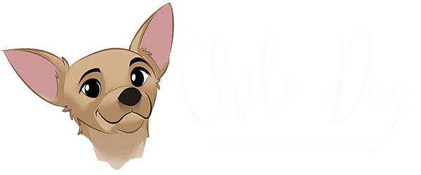 Chile Dog Photography Logo Chihuahua Head Only with White Text