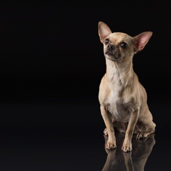 Elsa, the shelter Chihuahua who inspired our mascot