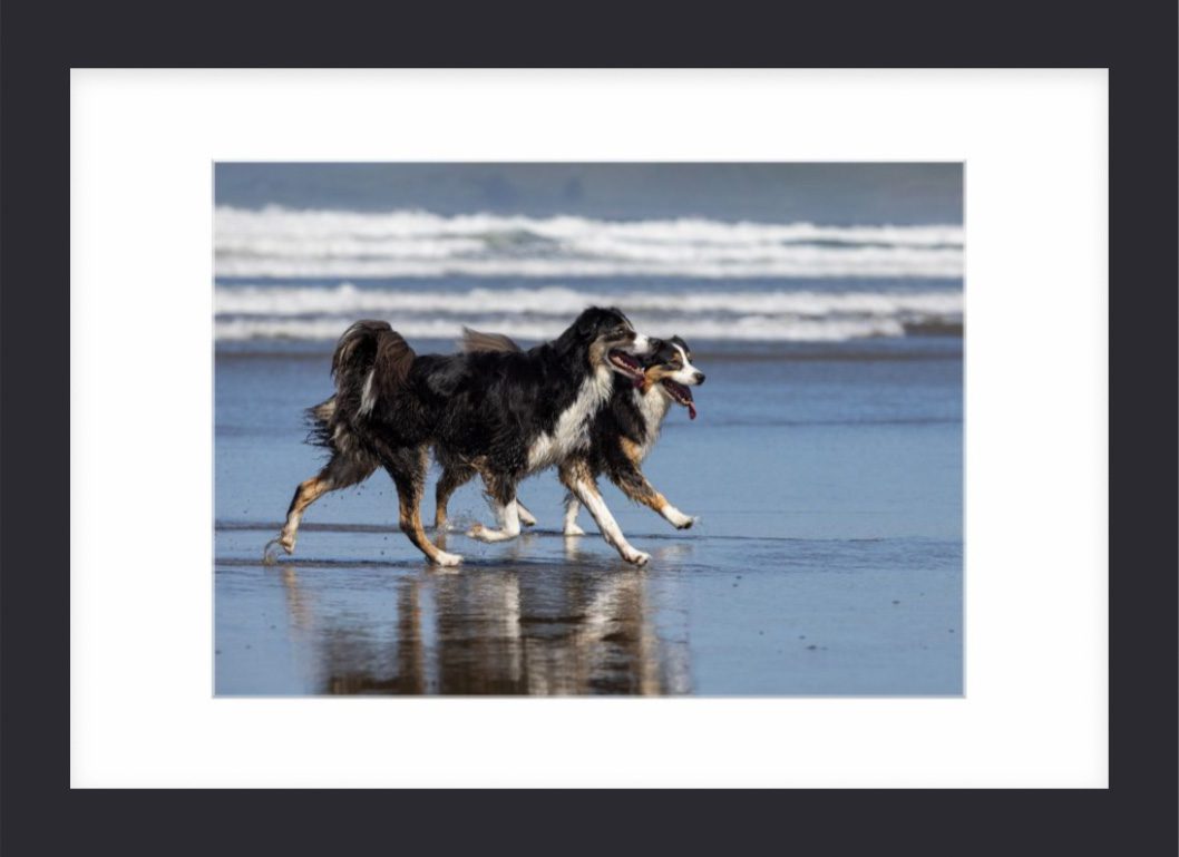 Two Australian Shepherds running on the beach - matted to 8x10 with black frame