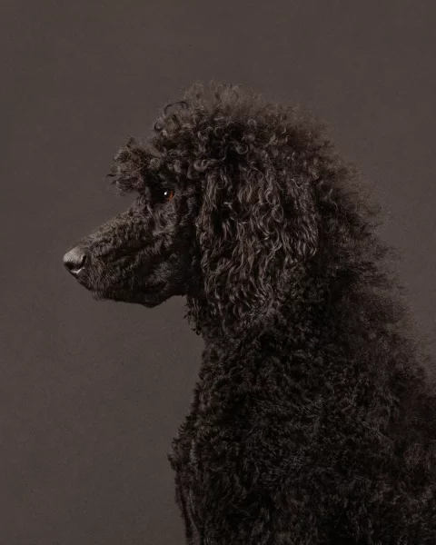 Black standard poodle in profile, black on black