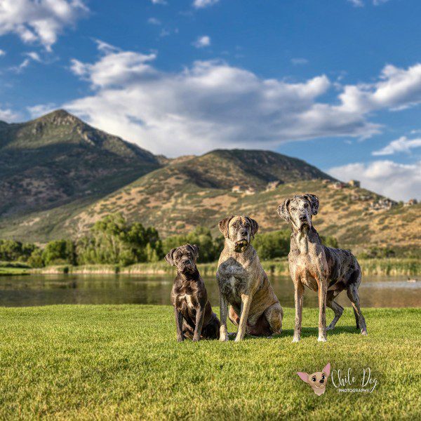 Final composite of Great Dane, Cane Corso and Mastiff mix in front of the lake at the Wasatch State Park Visitor Center