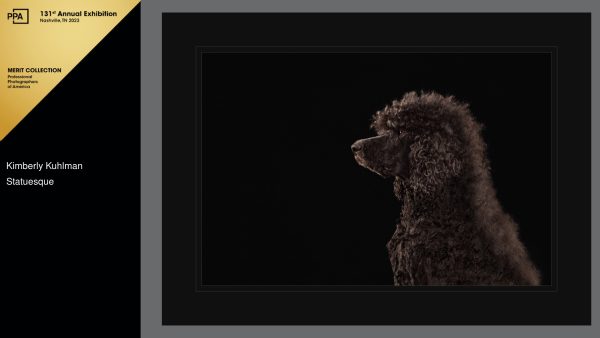 “Statuesque” is a low-key photograph of a black Standard Poodle named Dekker. This Merit Portrait was created by Utah pet photographer, Kim Kuhlman.