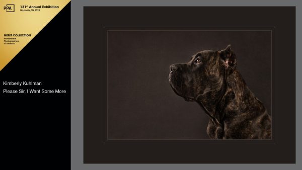 "Please Sir, I Want Some More" is a low-key portrait of a brindled Cane Corso dog created by Utah dog photographer, Kim Kuhlman.