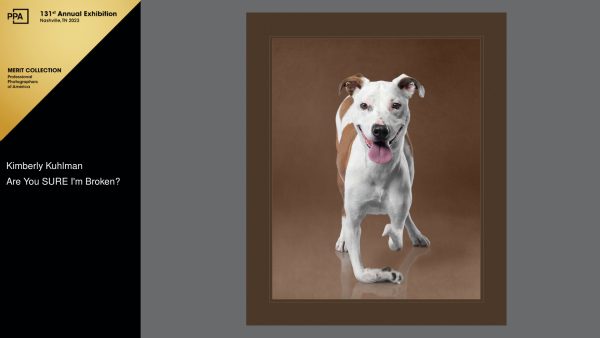 "Do you REALLY Think I'm Broken?" is a photograph of a brown and white Pitbull Mix named Kimana. The Merit Portrait was created by Utah pet photographer, Kim Kuhlman.