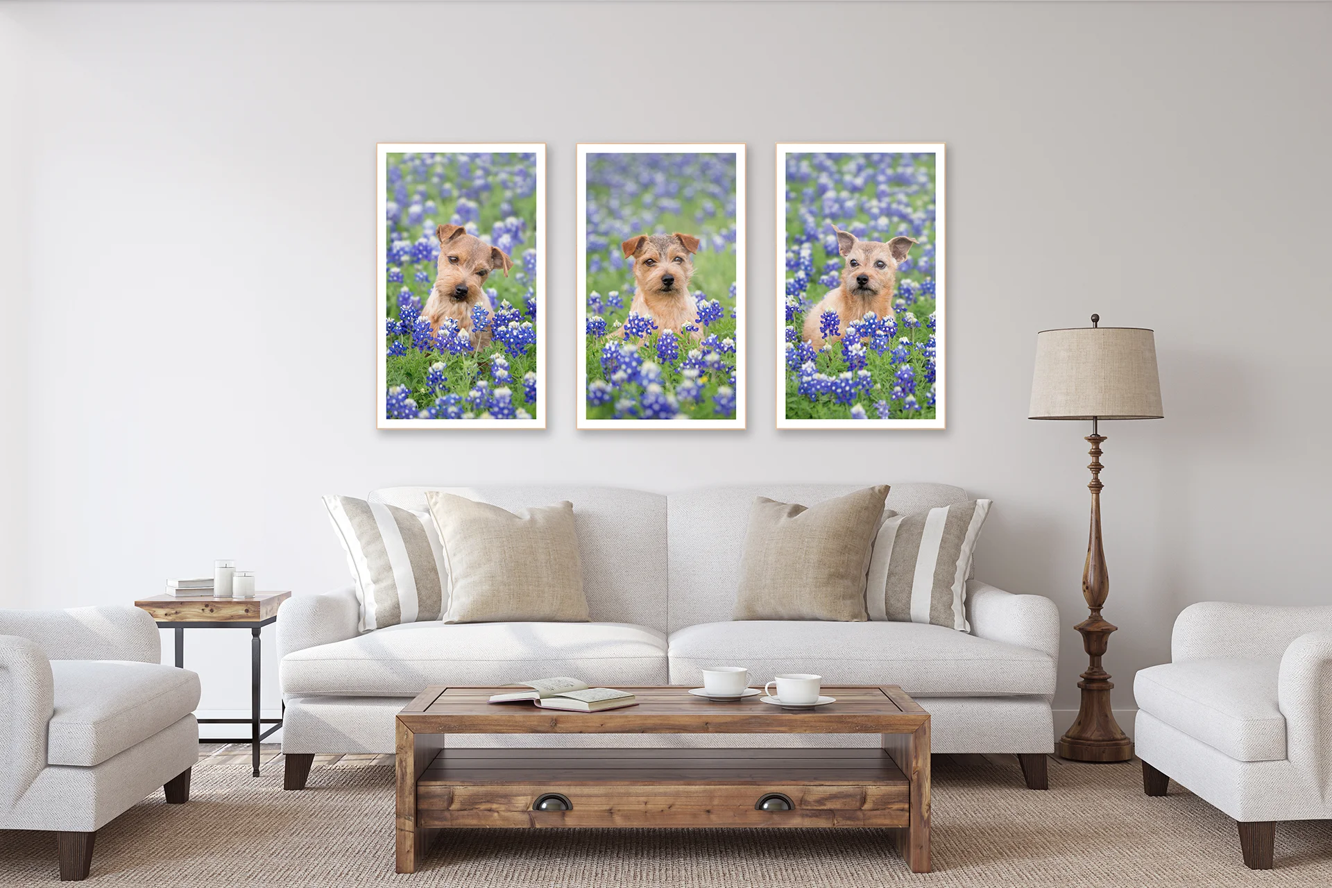 Dog portraits of Norfolk Terriers in Texas bluebonnets over a white sofa.