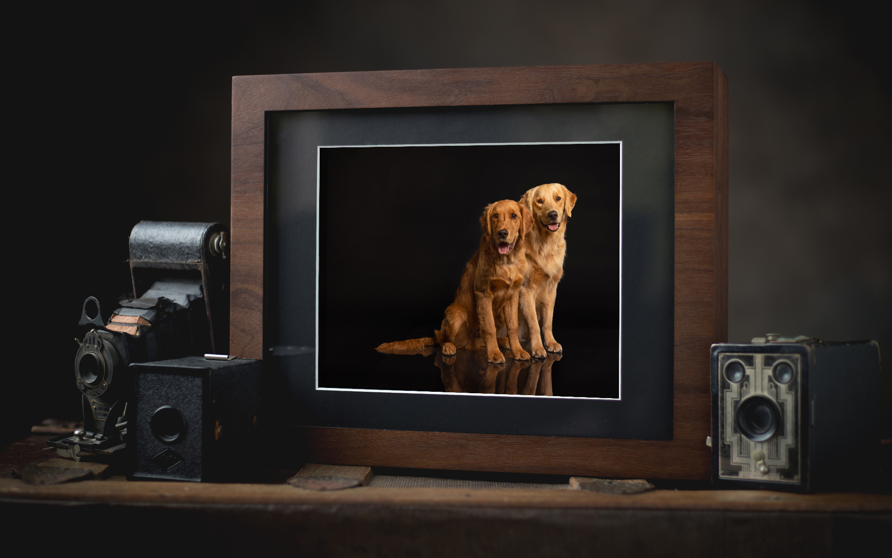 Walnut Story Box holding dog portraits of two Golden Retrievers in black mats. Box is flanked by antique cameras.