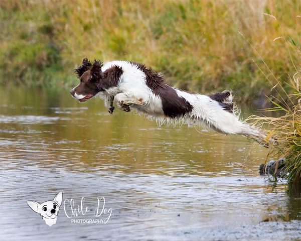 English Springer Spaniel, Jake, leaping into the water on a retrieve, Bird Dog Hall of Fame