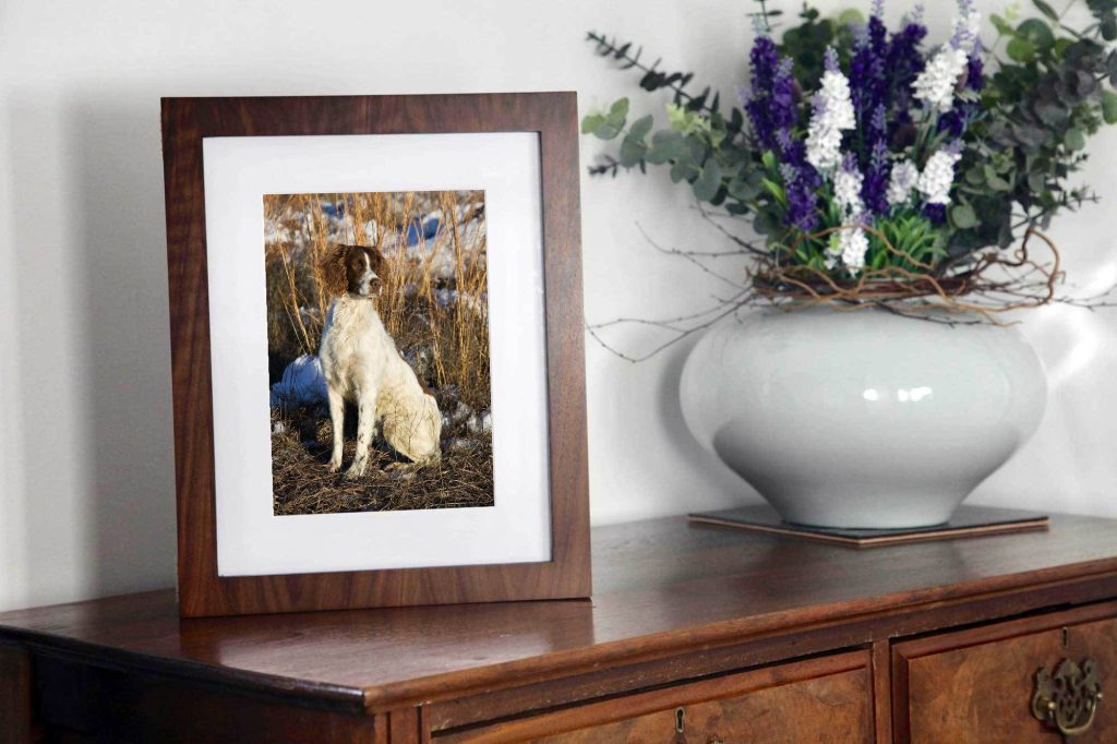 Portrait of 2004 English Springer Spaniel National Amateur Champion, Shaman, in a walnut folio box sitting on an antique desk