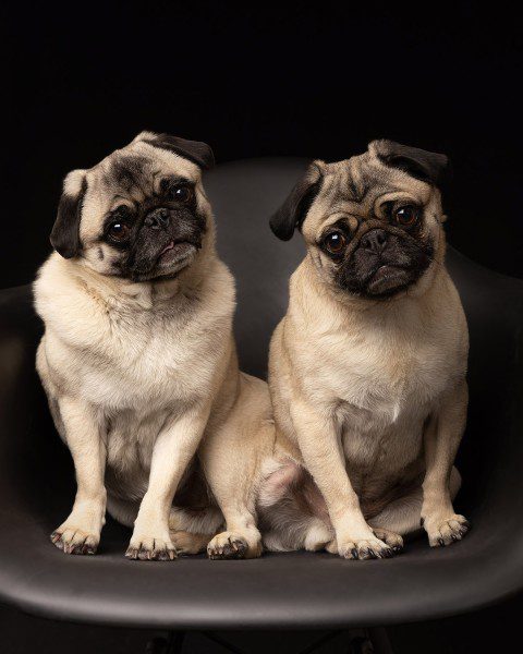 Portrait of two fawn pugs, Finn and Fargo