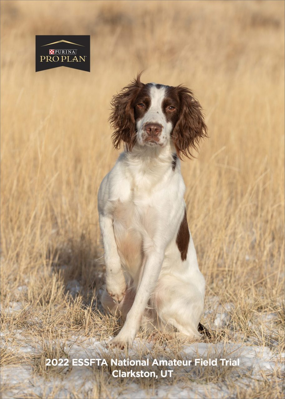 2022 English Springer Spaniel National Amateur Field Champion, "Aggie," NAFC FC G&D's My Aggravation