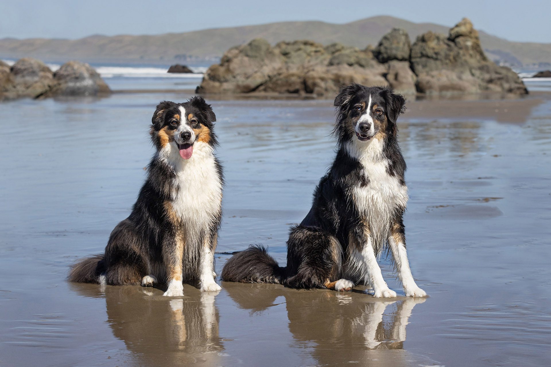 two australian shepherds sitting on Moro Bay Dog Beach