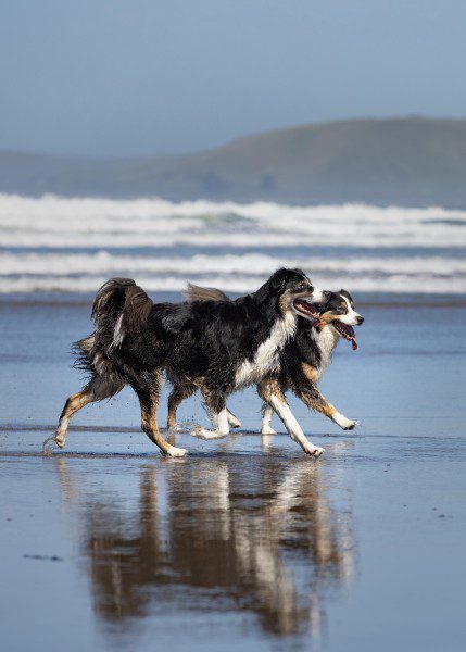 Two australian shepherds running on Moro Bay dog beach in California