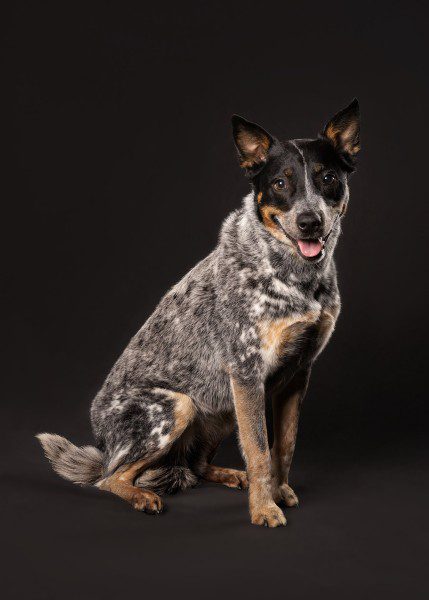 low-key portrait of australian cattle dog sitting up.