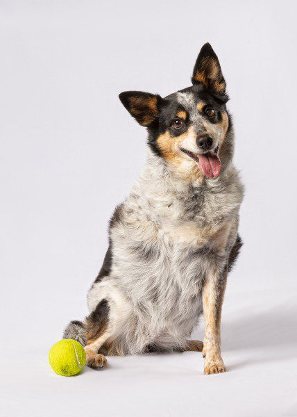 High-key portrait of tripawed australian cattle dog with a tennis ball