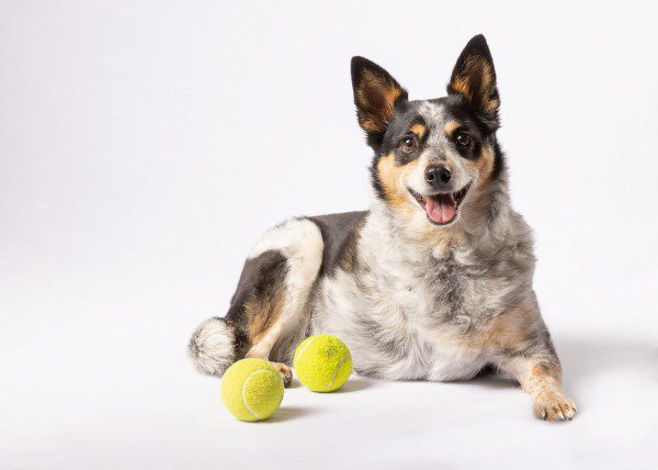 High-key portrait of tripawed australian cattle dog with tennis balls