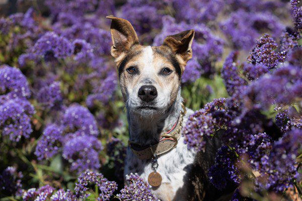 portrait of an australian cattle dog in a hedge of purple statice or sea lavender.