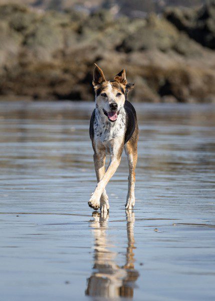 australian cattle dog running on Moro Bay dog beach