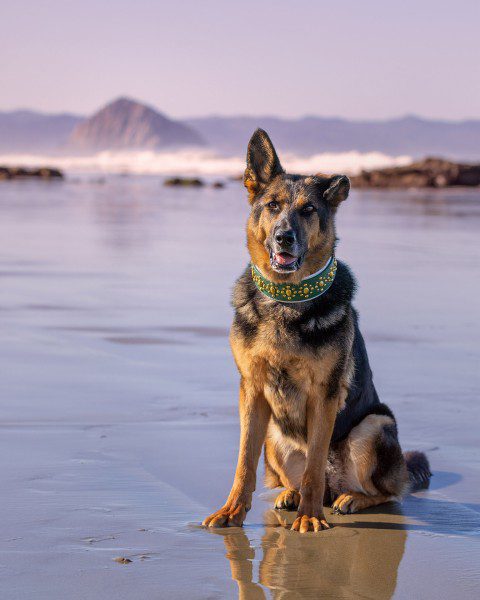 German shepherd dog in front of Moro Rock, California