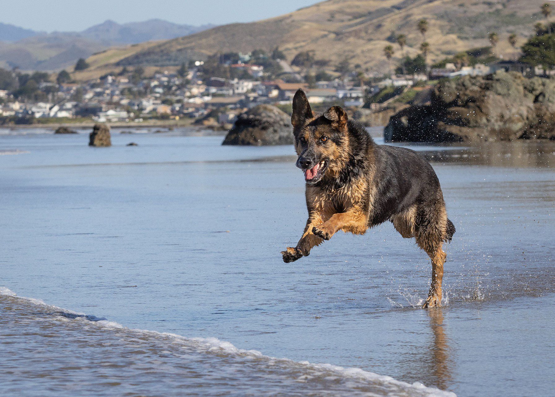 German shepherd dog running on Moro Bay dog beach