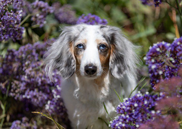 portrait of long-haired merle dachshund with different colored eyes - heterochromia- in a hedge of purple statice or sea lavender.