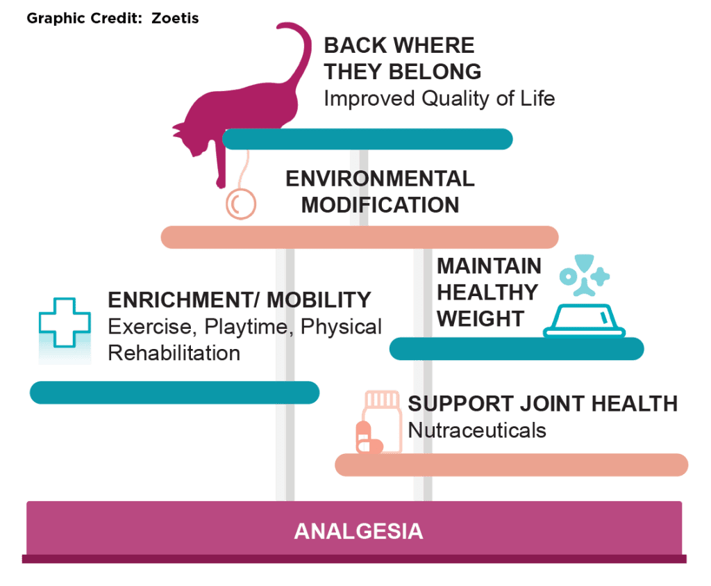 Solensia for Cats - Is it Really Effective?