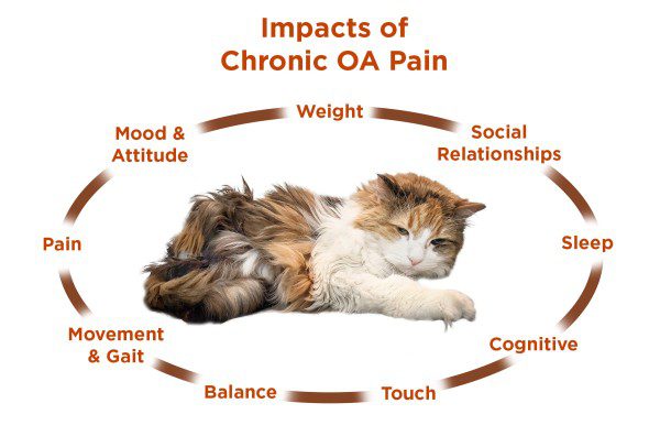 Graphic of the impacts chronic pain has on a cat, mood & attitude, pain, movement & gait, balance, touch, cognitive, sleep, and social relationships