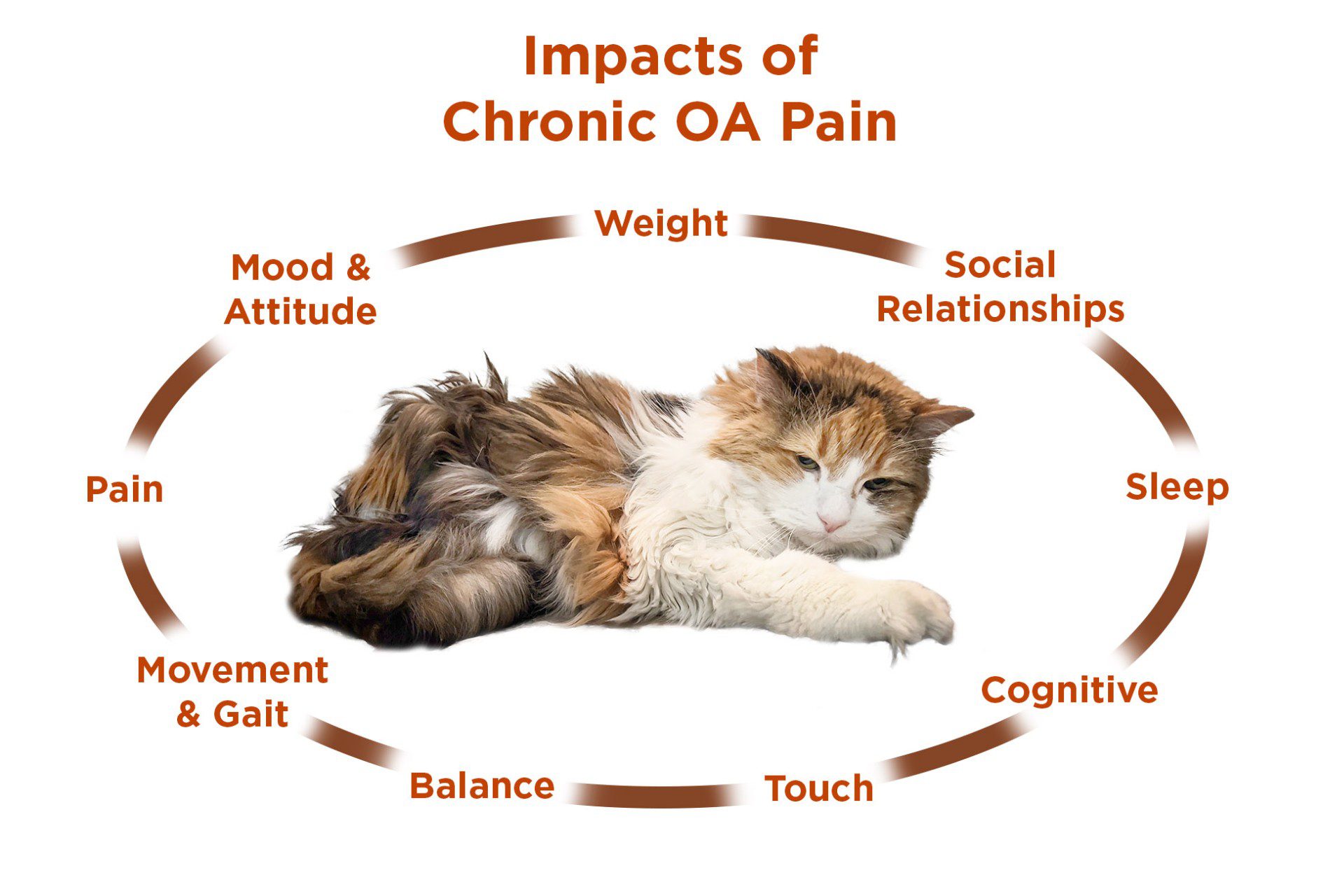 Solensia for Cats - Is it Really Effective? 