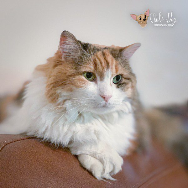 Long-haired calico cat on back of a couch before showing signs of osteoarthritis