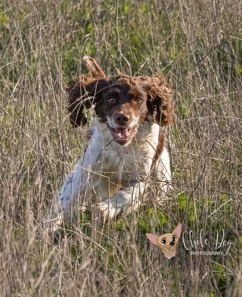 Liver and white English Springer Spaniel "Pete" "Braveheart's Threepeat the Streak" Closeup