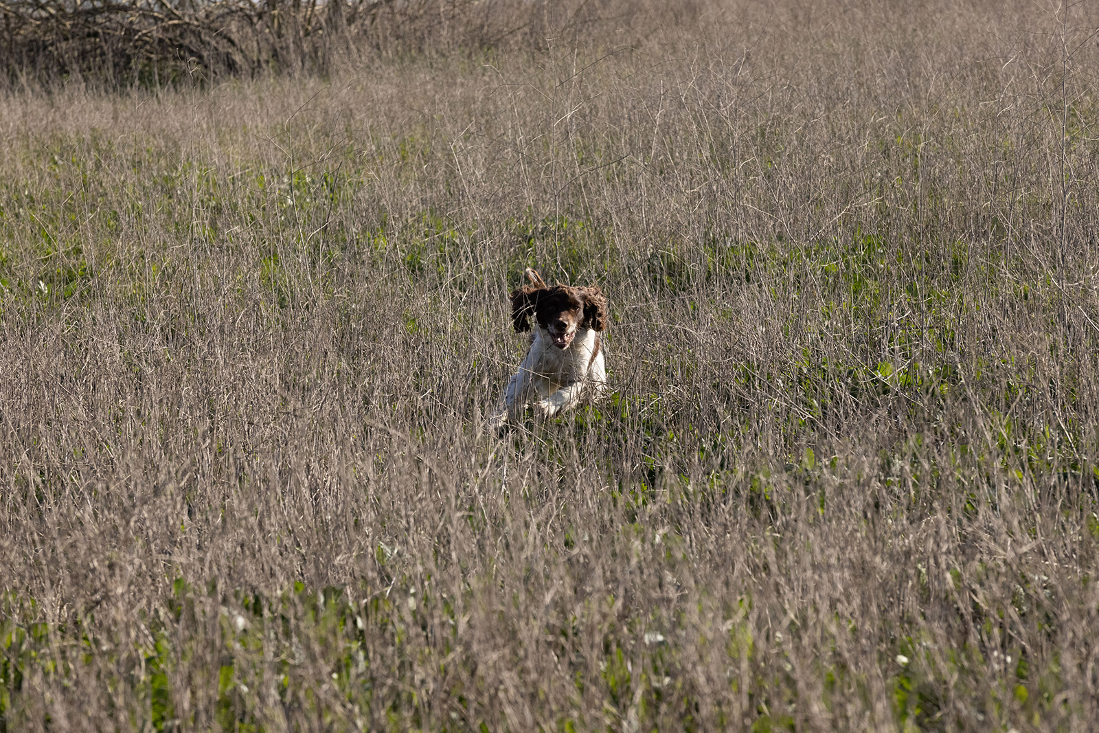 Liver and white English Springer Spaniel "Pete" "Braveheart's Threepeat the Streak"