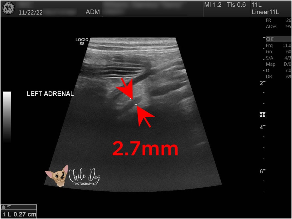 Ultrasound image of the left adrenal gland of an Addisonian female Great Dane. The adrenal gland is only is 2.7mm across.