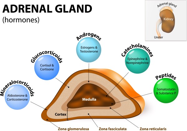Adrenal gland anatomy and hormone secretion