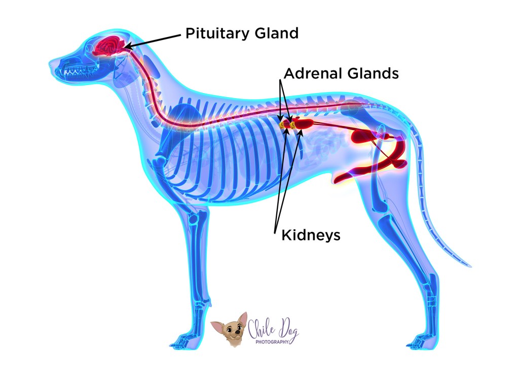 Anatomy of Canine Systems that are involved in Addison's Disease in Dogs