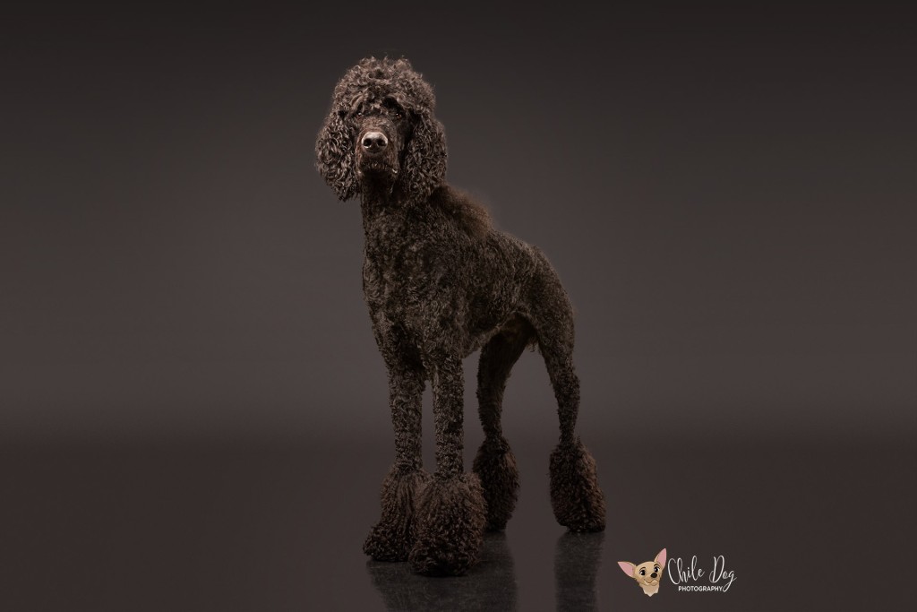 Dekker, a Black Standard Poodle that possibly has Addison's Disease in dogs