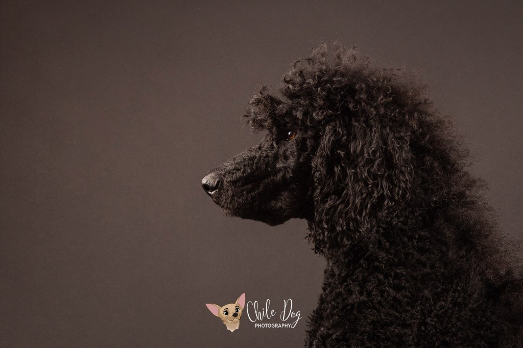 A close-up side view photograph of a black standard poodle, possibly with Addison's disease in dogs