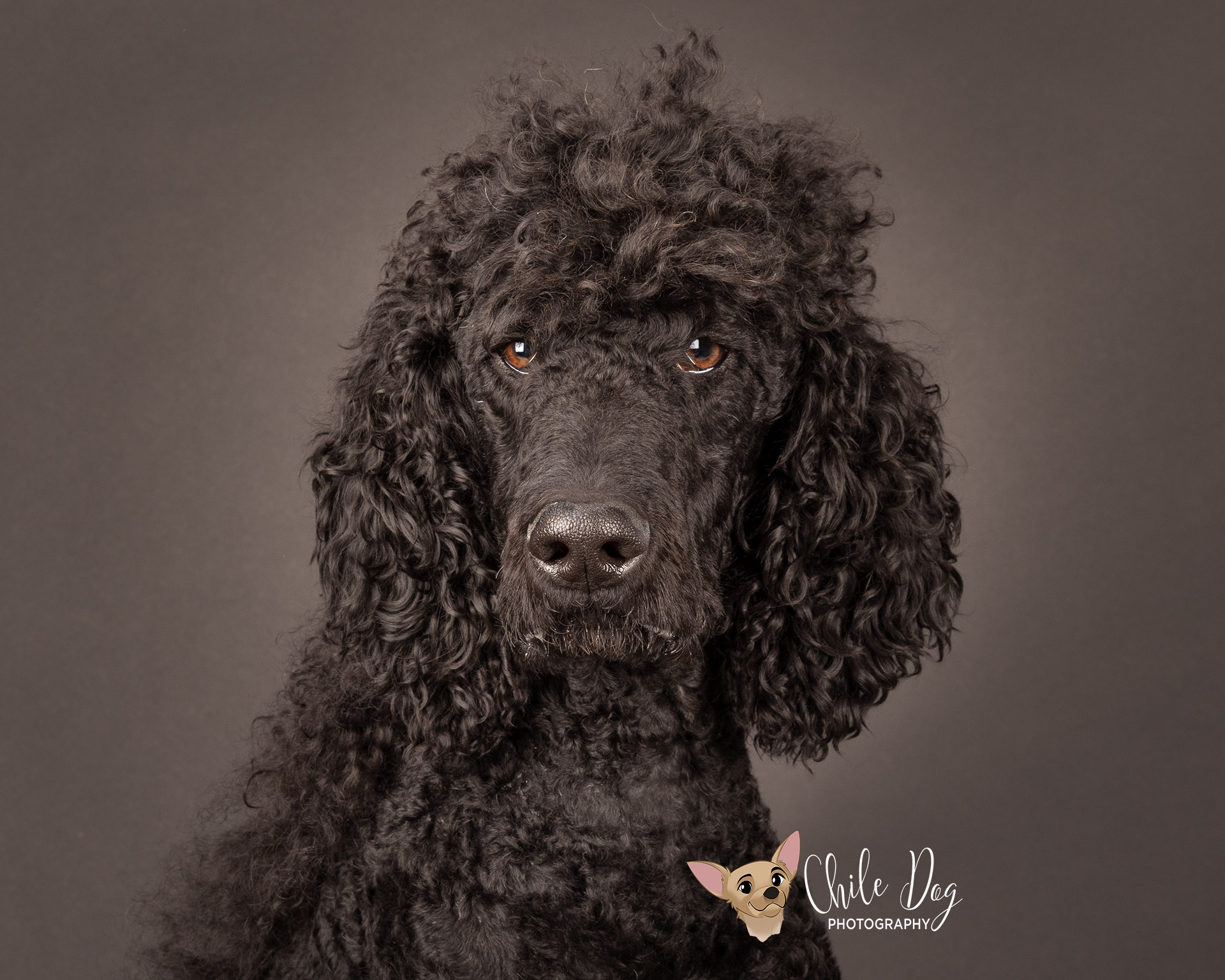 A Black Standard Poodle that possibly has Addison's Disease
