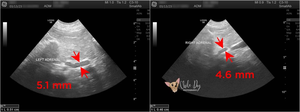 Ultrasound images of the left and right adrenal glands of a healthy male Labrador Retriever. The left is 5.1mm across and the right is 4.6 mm across.
