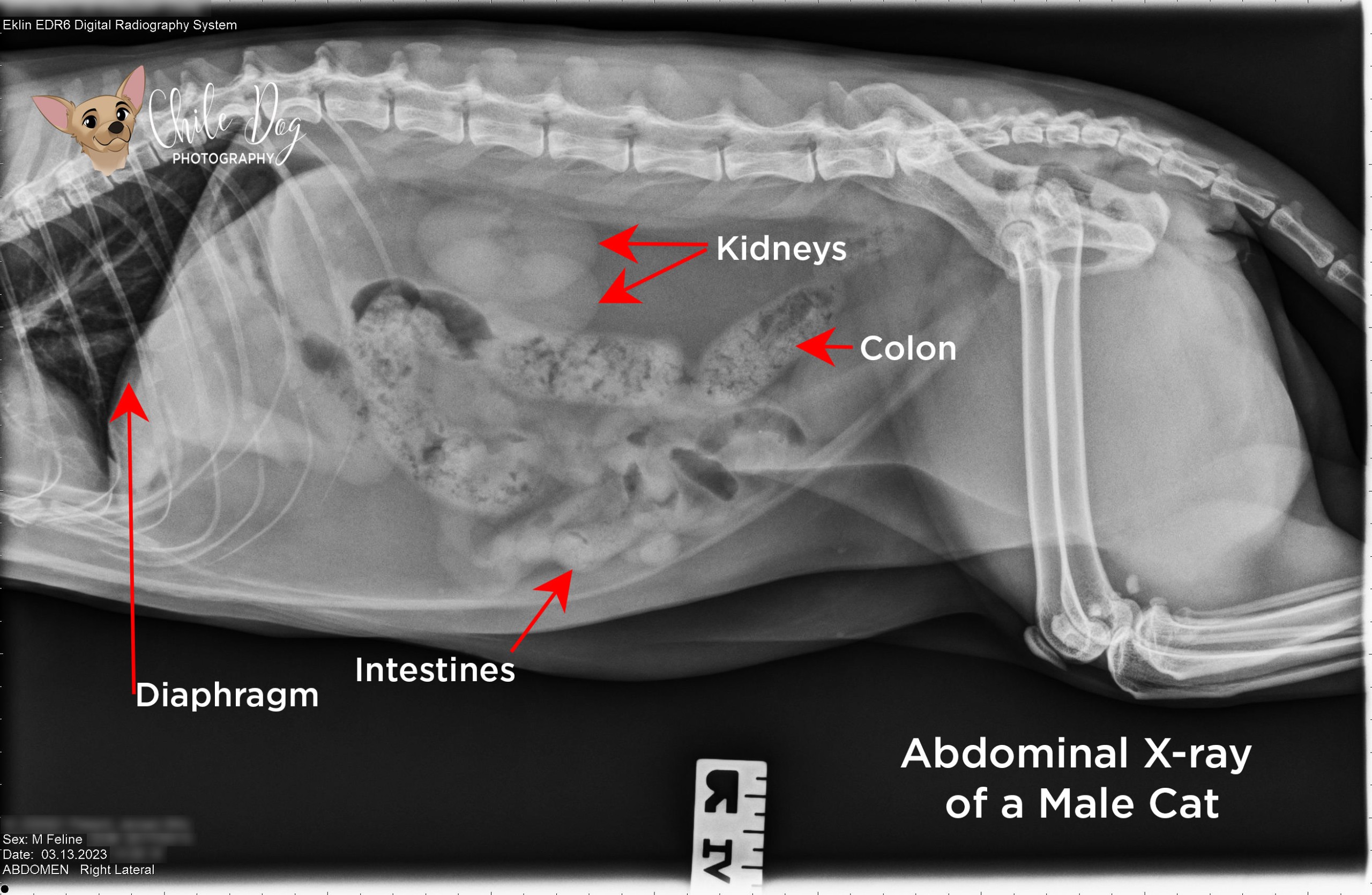 X-ray of the abdomen of a male cat showing the kidneys, intestines and bladder.