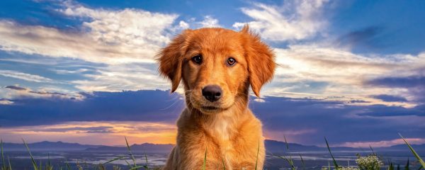 Golden Retriever puppy, Mallow, in front of a beautiful sunset over the Great Salt Lake, Utah