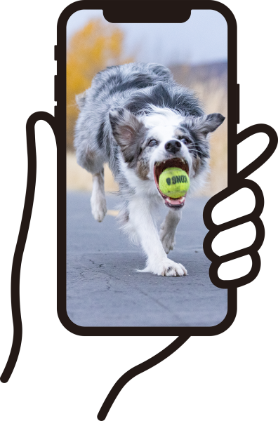 Hand holding iphone with image of Australian shepherd catching a ball