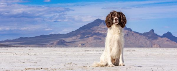 Panoramic portrait of Strike, a liver and white English Springer Spaniel at the Bonneville Salt Flats