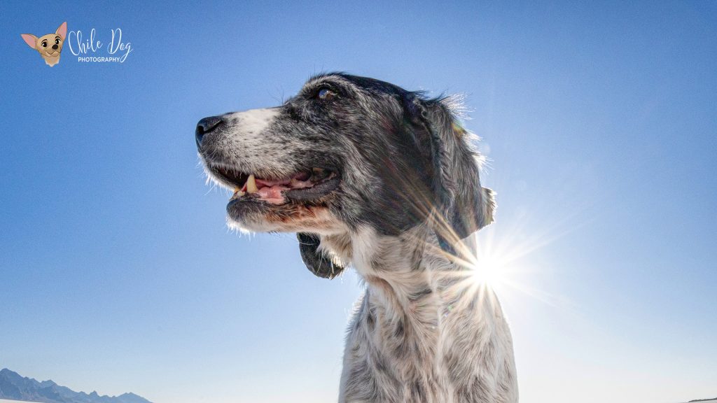 Dream, a 13.5-year-old black & white English Springer Spaniel in front of a sunburst on the Bonneville Salt Flats, near Wendover, Utah. She has been helped by getting Librela® for dogs.