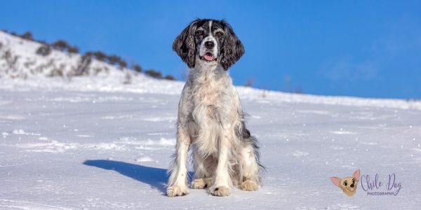 Dream, a 13.5-year-old black & white English Springer Spaniel sitting expectantly on the snow at Run-A-Muk Dog Park in Park City, Utah, benefiting from Librela® for dogs.